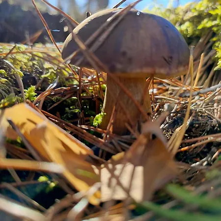 Dom Na Kaszubach Semesterbostad Wiele