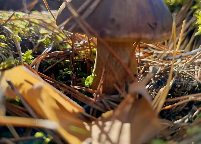 Dom Na Kaszubach Semesterbostad Wiele